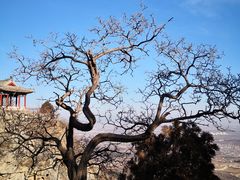 -北京鹫峰国家森林公园