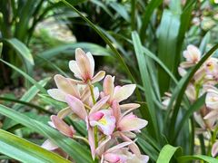 -中国科学院华南植物园