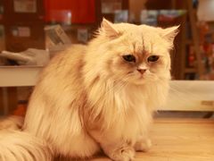 -米乐乖乖猫咪咖啡馆·猫咖(深圳湾后海汇店)