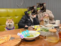 -百好乐宠物友好餐厅(朝外大街店)
