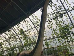 -米果果小镇