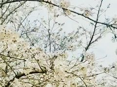 -天适樱花悠乐园