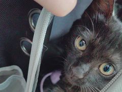 -艾贝尔宠物医院·24H转诊中心·肿瘤猫专科(江宁双龙店)
