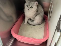 -瑞派·关忠动物医院·猫专科·犬专科(三环新城店)