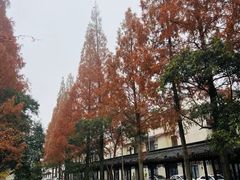 -安亭老街