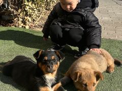 -海拉尔蒙古包(房山长阳店)