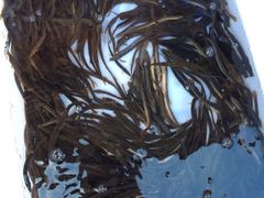 iphone_upload_pic-苍洱春饭店