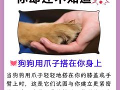 -唐小姐の猫狗洗护·购宠旗舰店(周浦万达店)