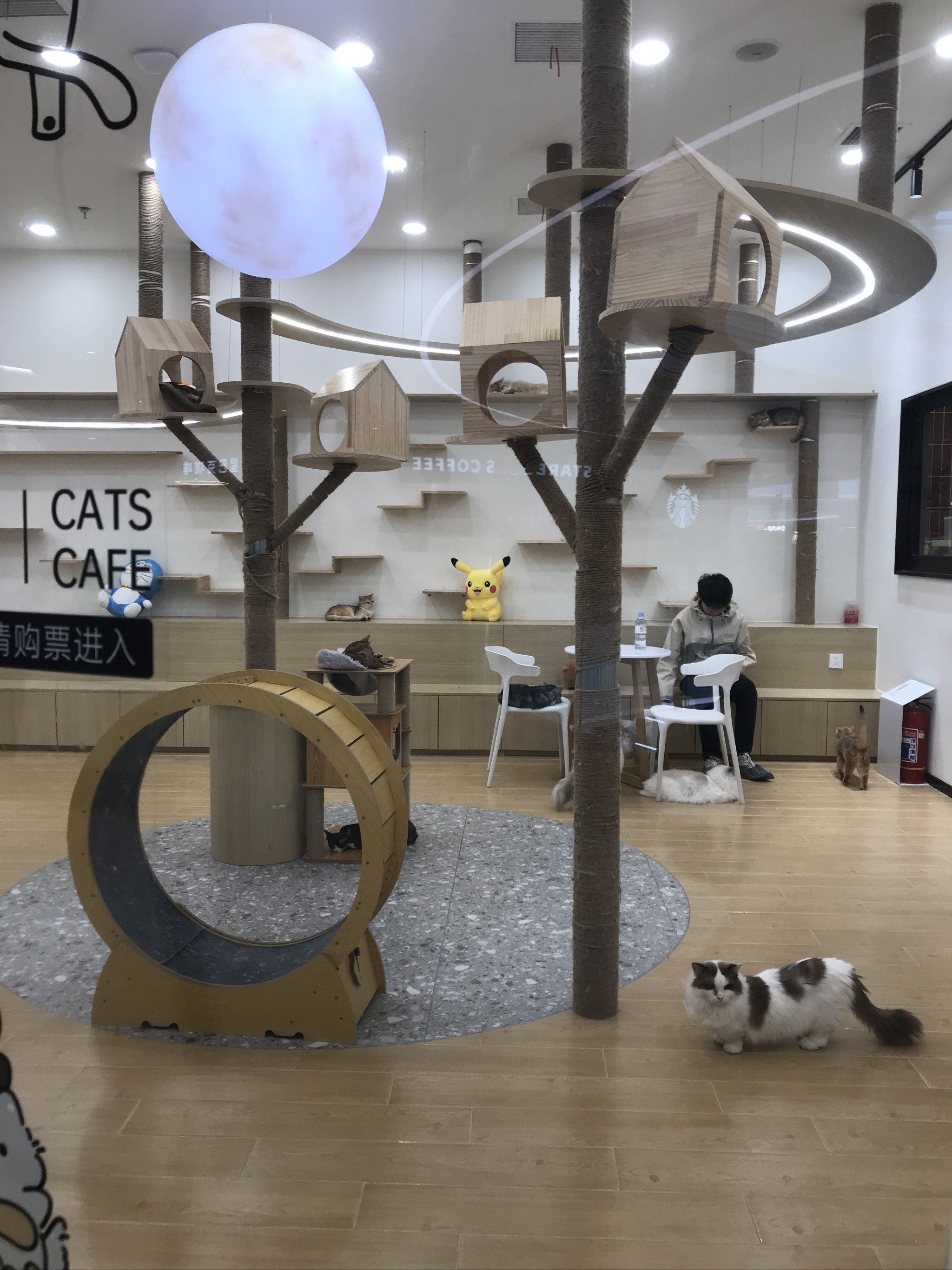 猫咪天地～宠物乐园