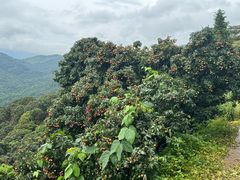 -广州市石门国家森林公园