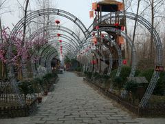 -合肥滨湖国家森林公园