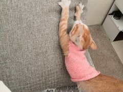-创凡宠物医院·骨专科  猫科中心(西乡分院)