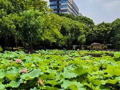 -陈家山荷花公园