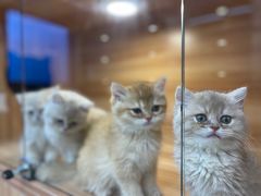 -猫十亿·布偶金渐层·曼基康矮脚猫舍(青年路店)