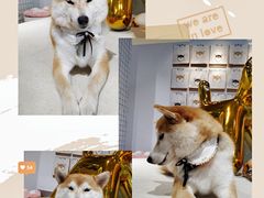 -柴务处·柴犬主题狗咖