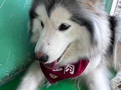 -Husky Go! 哈士奇体验馆·宠物咖啡厅狗咖