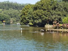 -深圳仙湖植物园