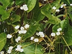 -成都市活水公园