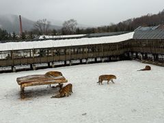 -横道河子东北虎林园