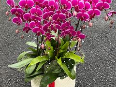 -F.Story 花和故事(新天地店)