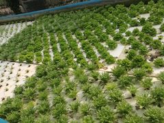 -北戴河集发农业梦想王国