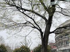 -杭州君悦酒店·青莳