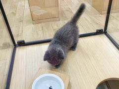 -袖虎猫馆(十亩地店)