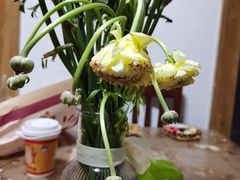-豆豆花艺(新光天地店)