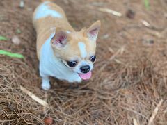 -铁山坪森林公园