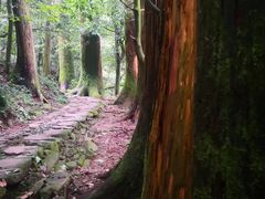 -天目山大树王景区