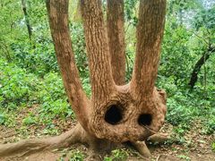 -上海佘山国家森林公园天马山园