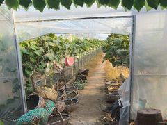 -马陆小张葡萄园农家乐