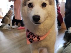 -Husky Go! 哈士奇体验馆·宠物咖啡厅狗咖