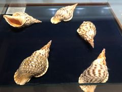 -青岛贝壳博物馆
