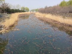 -大兴滨河森林公园