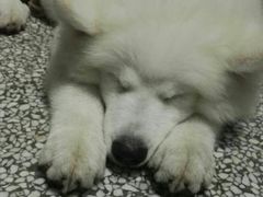 -菲丽丝宠物医院·24小时·猫科中心·免疫点(淮海分院)