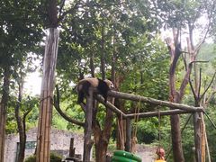 -都江堰中华大熊猫苑