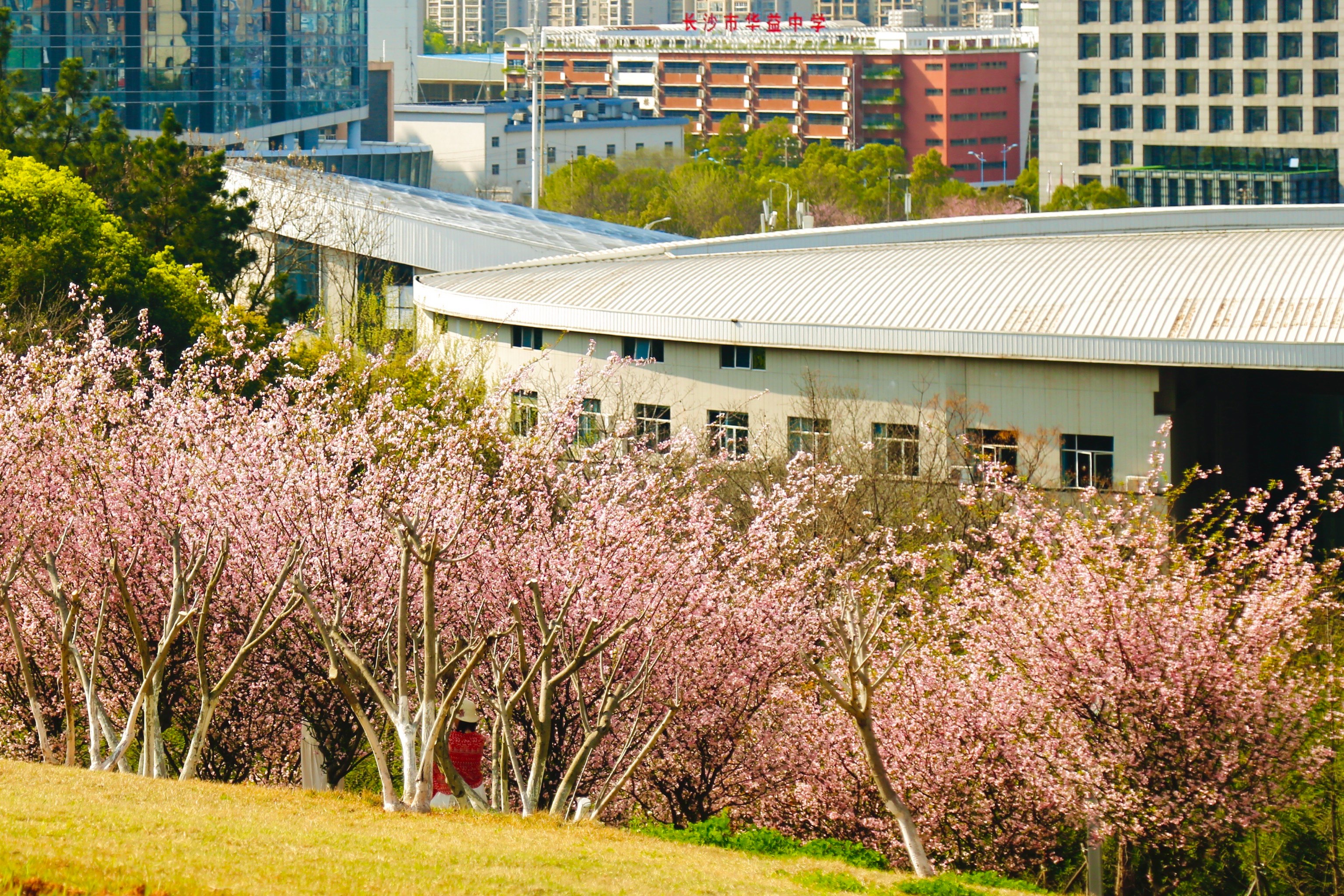 沙湾樱花基地图片