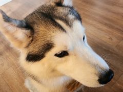 -Husky Go! 哈士奇体验馆·宠物咖啡厅狗咖