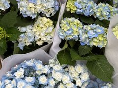 -循礼门鲜花花市(武汉循礼门店)