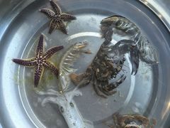 -日照世帆赛基地