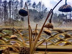 -金蔷薇·湖景庭院餐厅(环湖店)