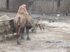 -上海野生动物园