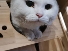 -Mr.Fox狐狸先生超级密室(南山店)