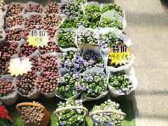 -哈尔滨道外花鸟鱼市场