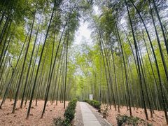 -大奇山国家森林公园