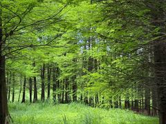 -溱湖国家湿地公园