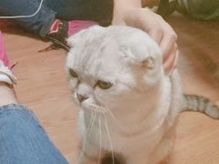 -李小姐の猫咖啡馆(五角场店)