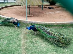 -广东茂名森林公园