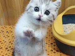 -欣宠猫屋·矮脚拿破仑·蓝金金渐层